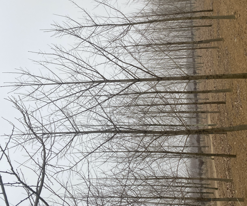 8公分银杏树，银杏树苗-海量低价处理，苗圃直销，当天装车