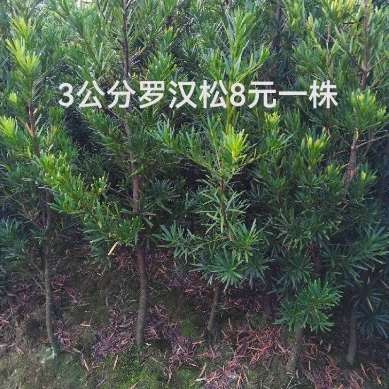 罗汉松