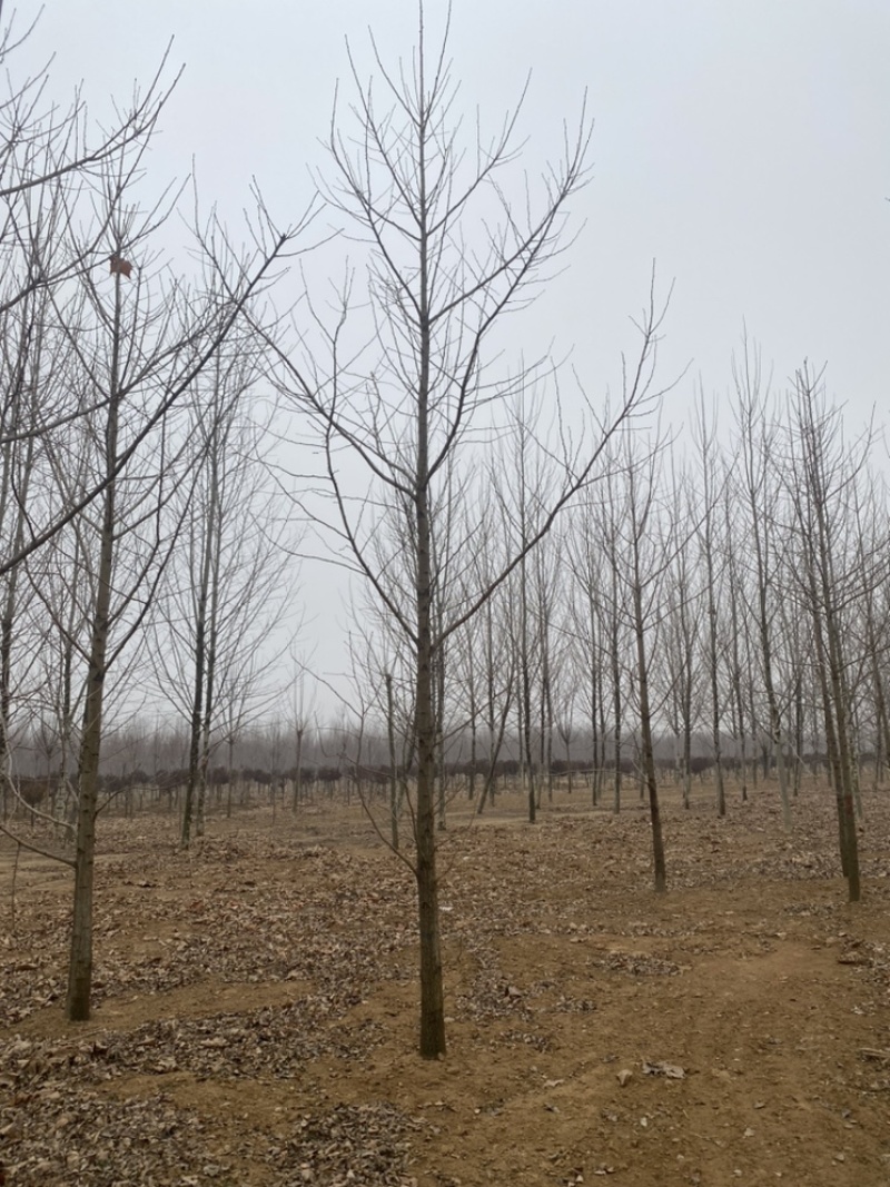 8公分银杏树，银杏树苗-海量低价处理，苗圃直销，当天装车