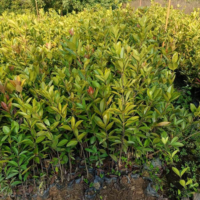 巴西樱桃苗樱桃树苗庭院盆栽果树苗南北方可种植