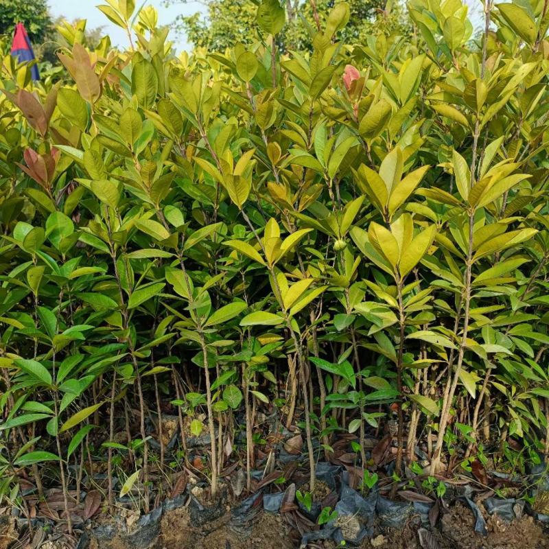 巴西樱桃苗樱桃树苗庭院盆栽果树苗南北方可种植