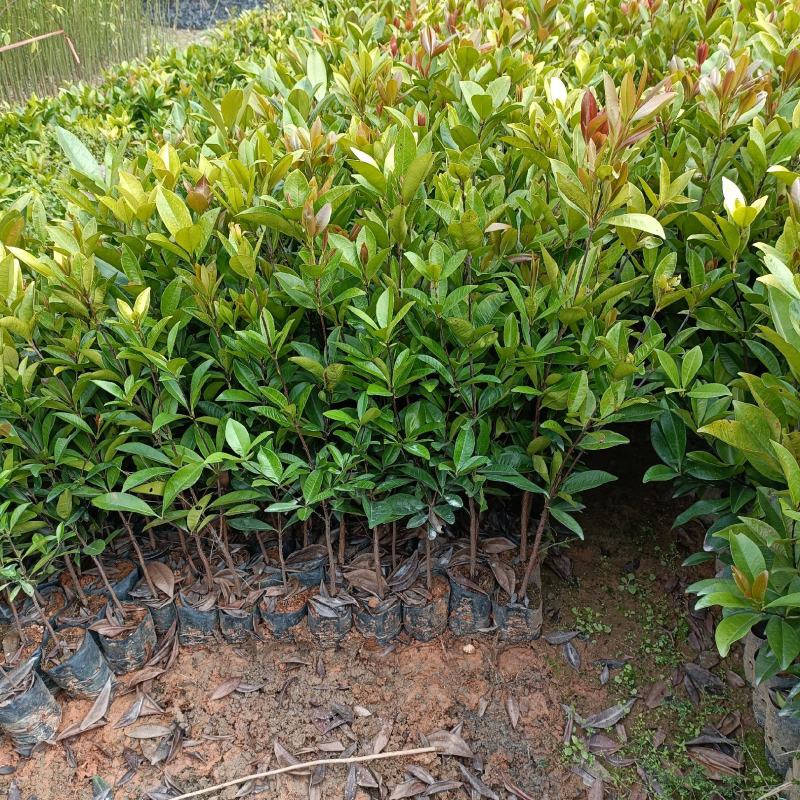 巴西樱桃苗樱桃树苗庭院盆栽果树苗南北方可种植