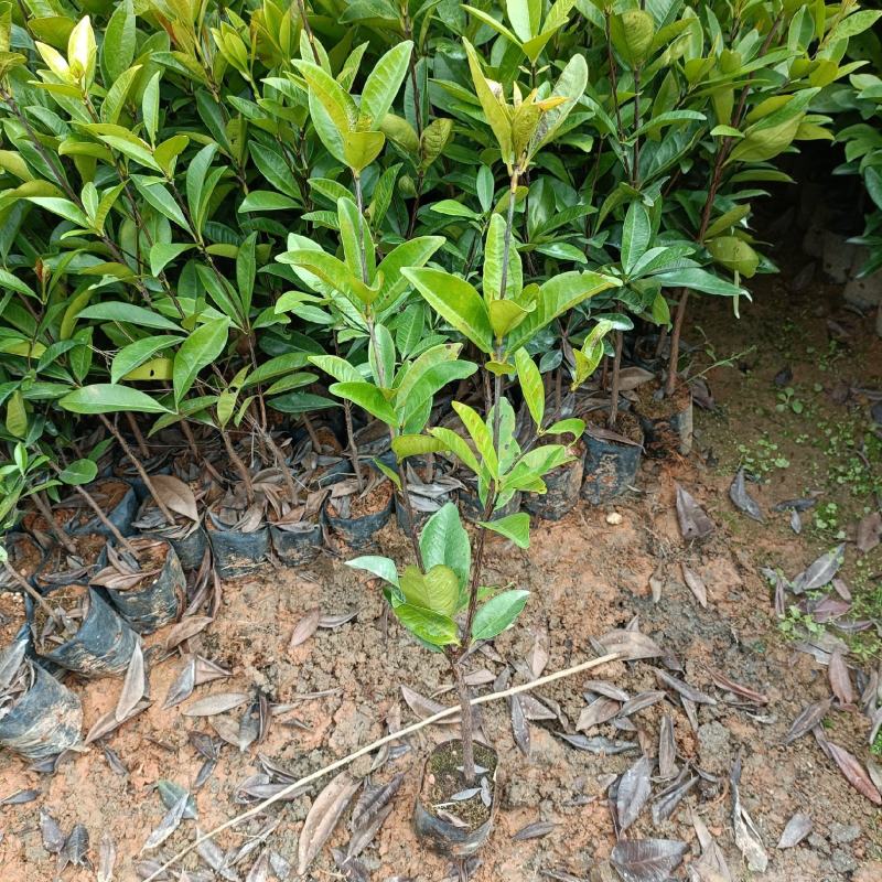 巴西樱桃苗樱桃树苗庭院盆栽果树苗南北方可种植