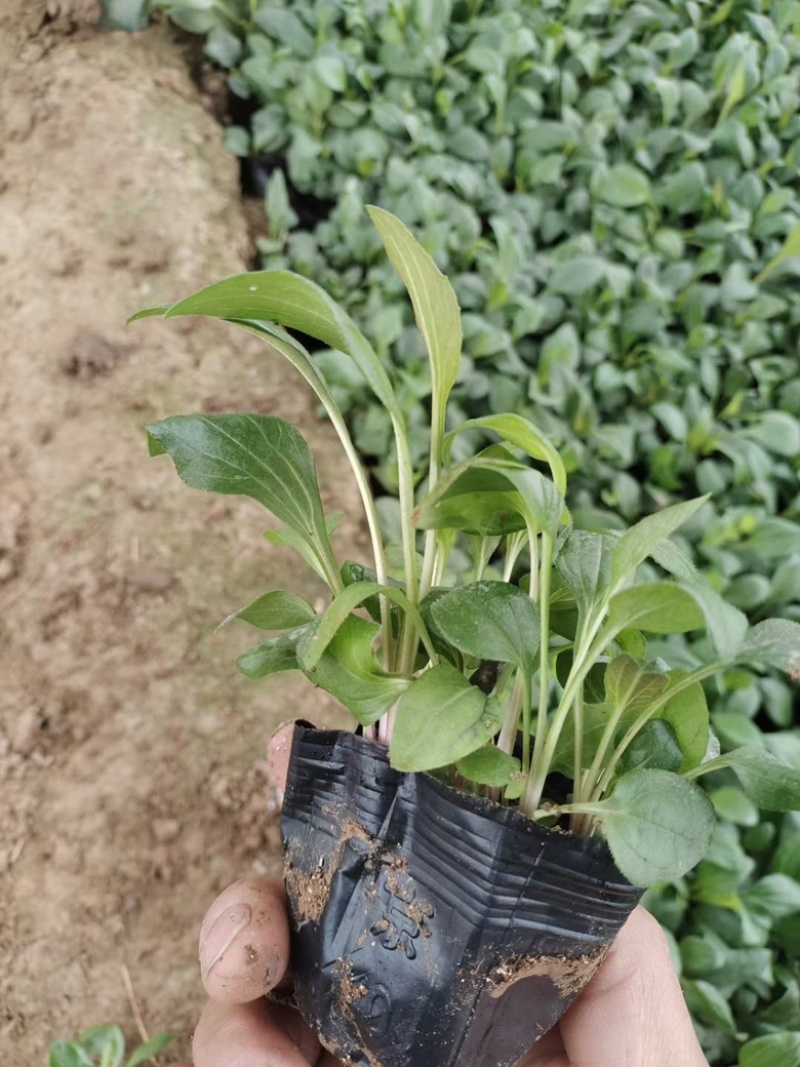 松果菊
