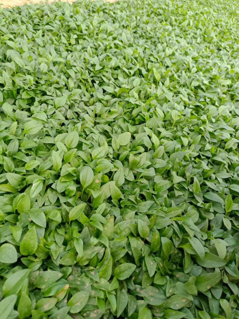 松果菊