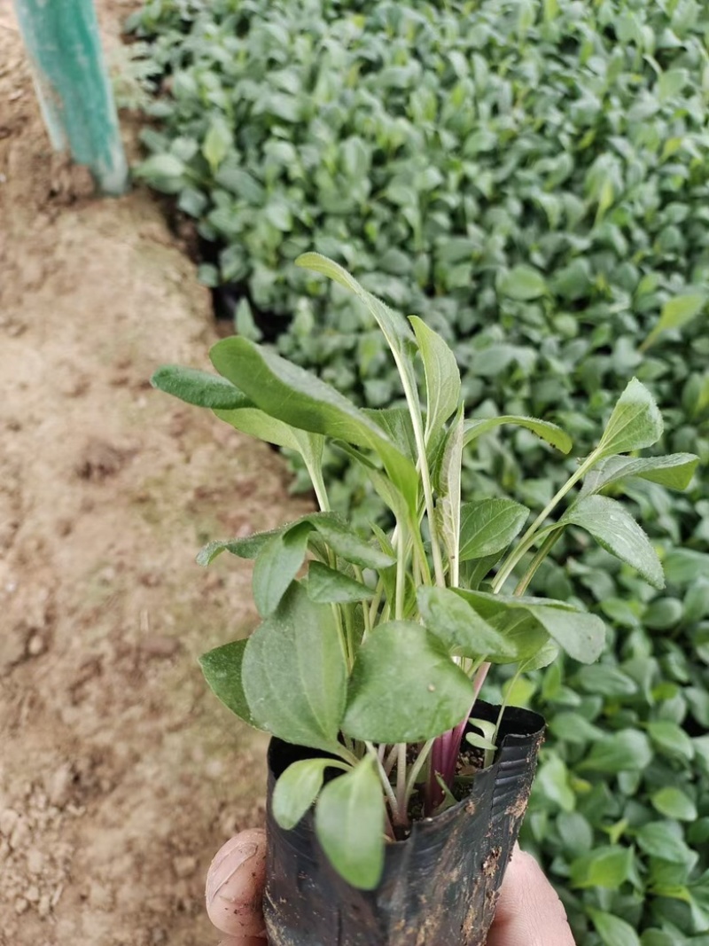 松果菊
