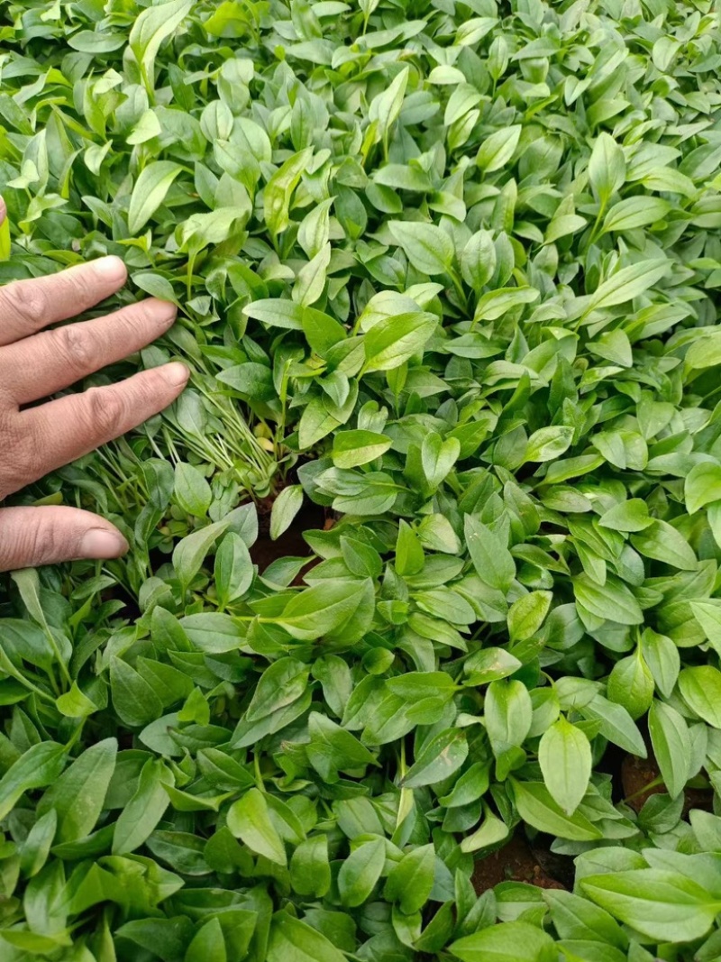 松果菊