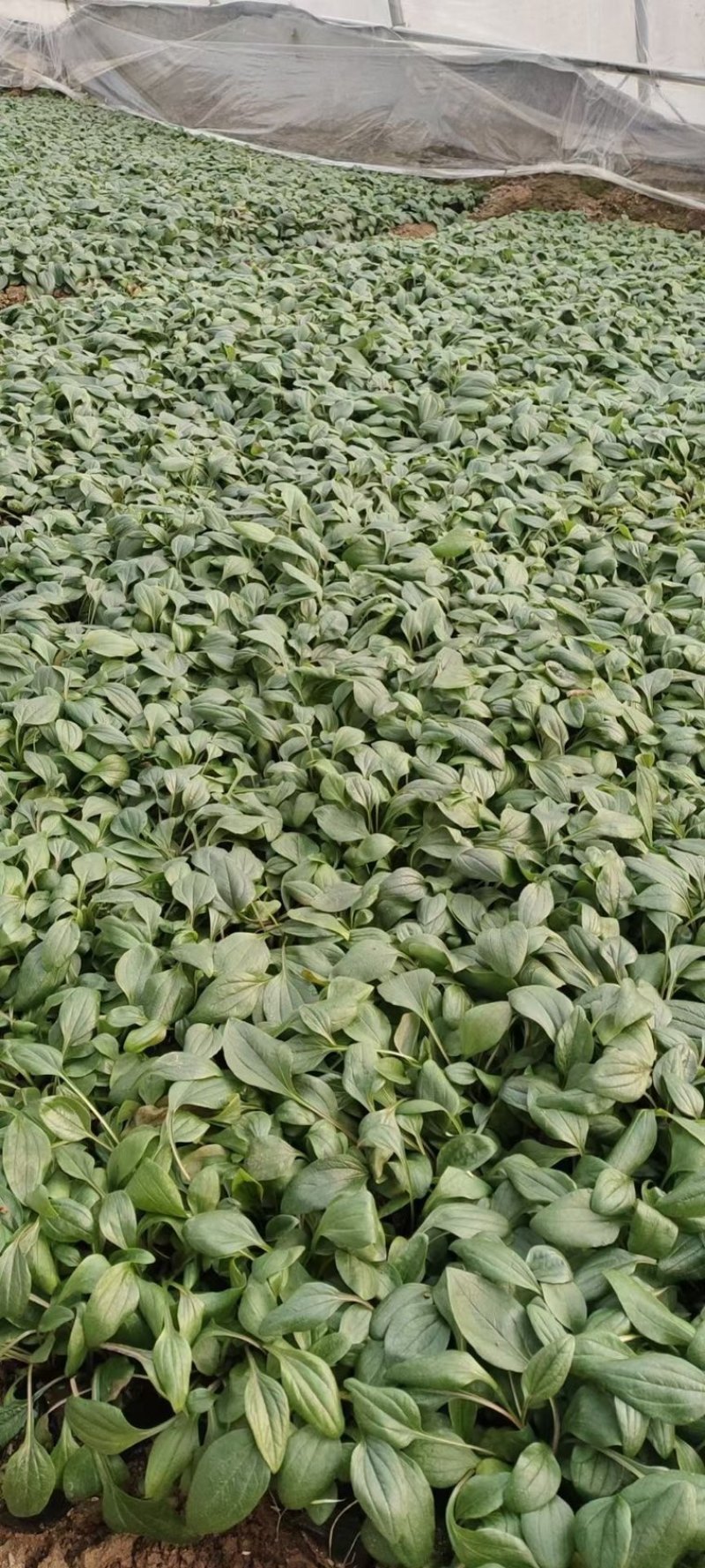松果菊