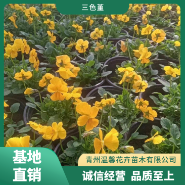 三色堇