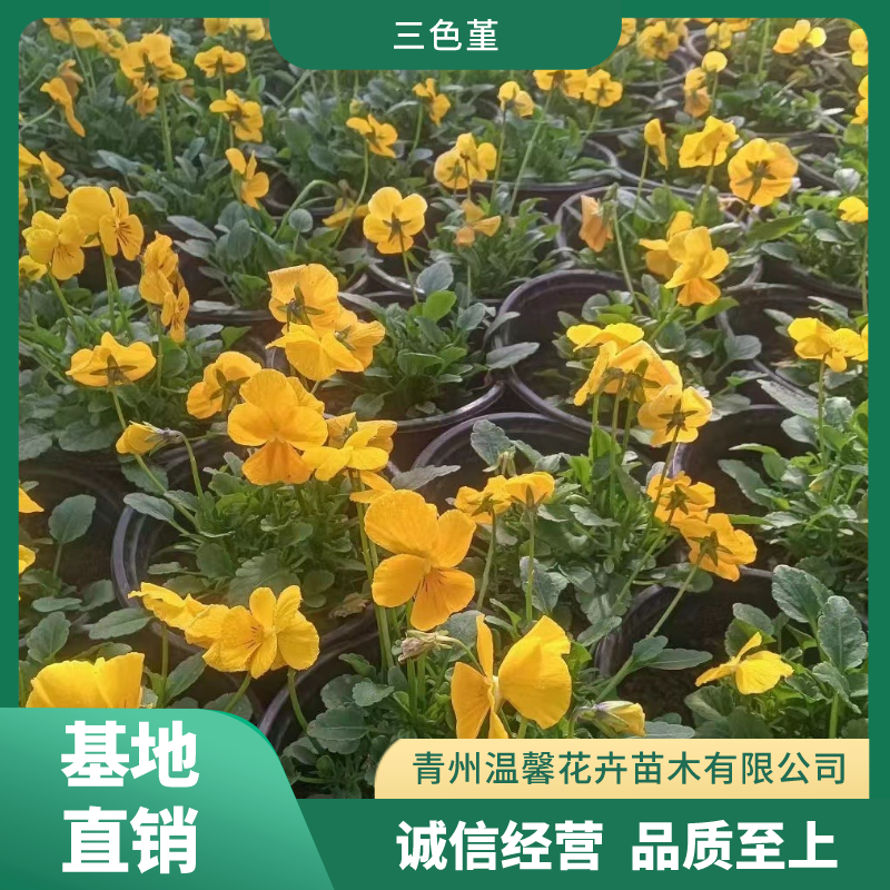 三色堇