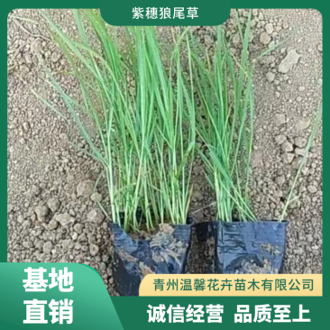 紫穗狼尾草
