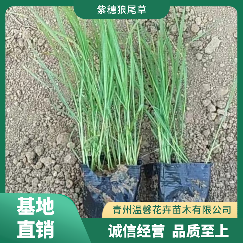 紫穗狼尾草
