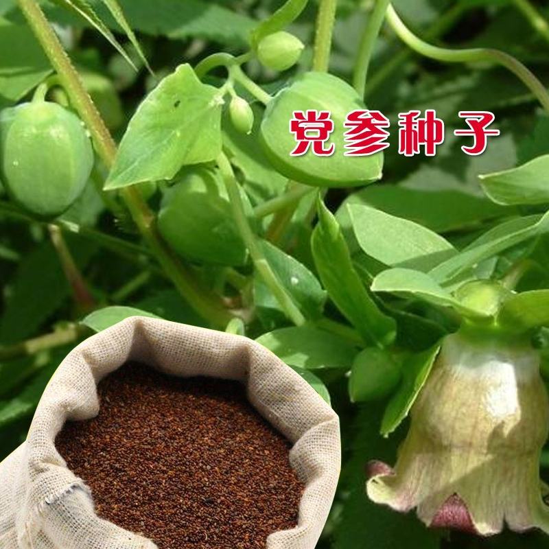 正品党参种子特级新鲜党参种籽岷县中药材当参党归黄芪苗种孑