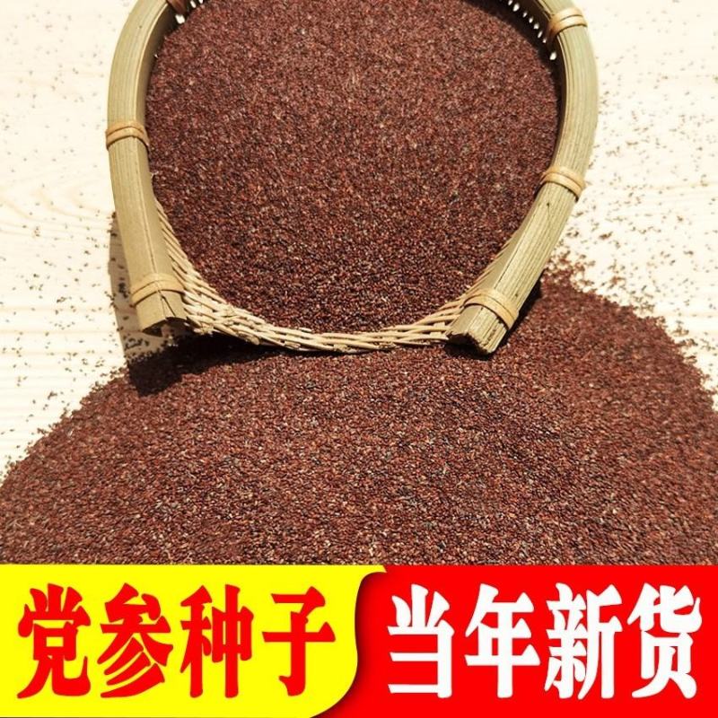 正品党参种子特级新鲜党参种籽岷县中药材当参党归黄芪苗种孑