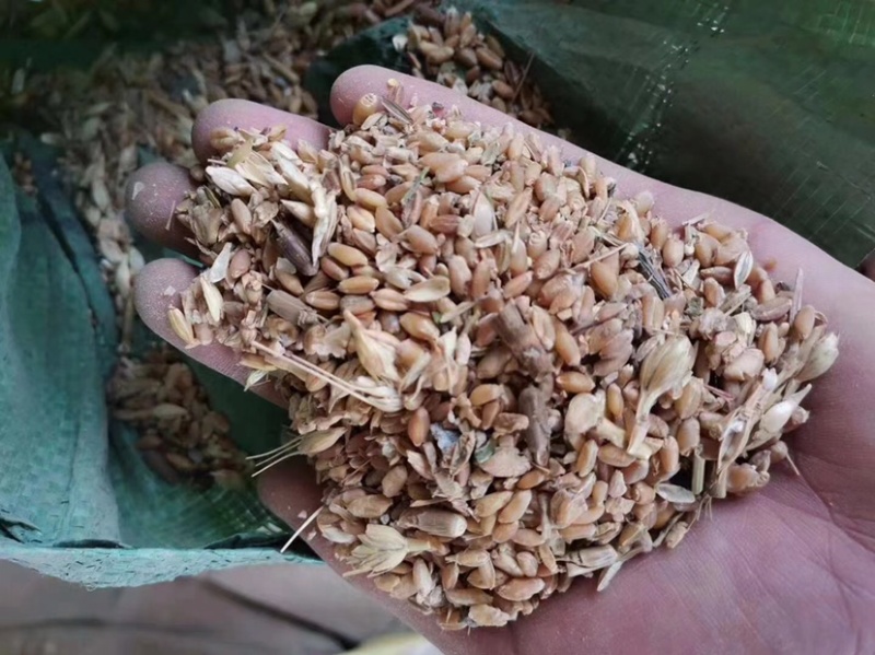 碎小麦适合鸡鸭鹅养殖户各种货都有欢迎咨询