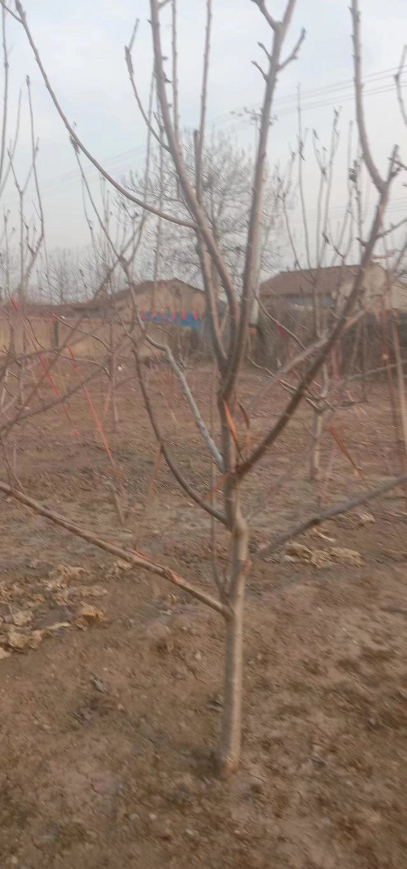 美早樱桃树苗
