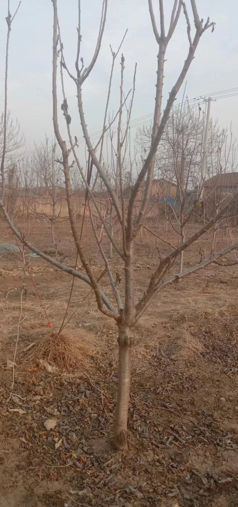 美早樱桃树苗