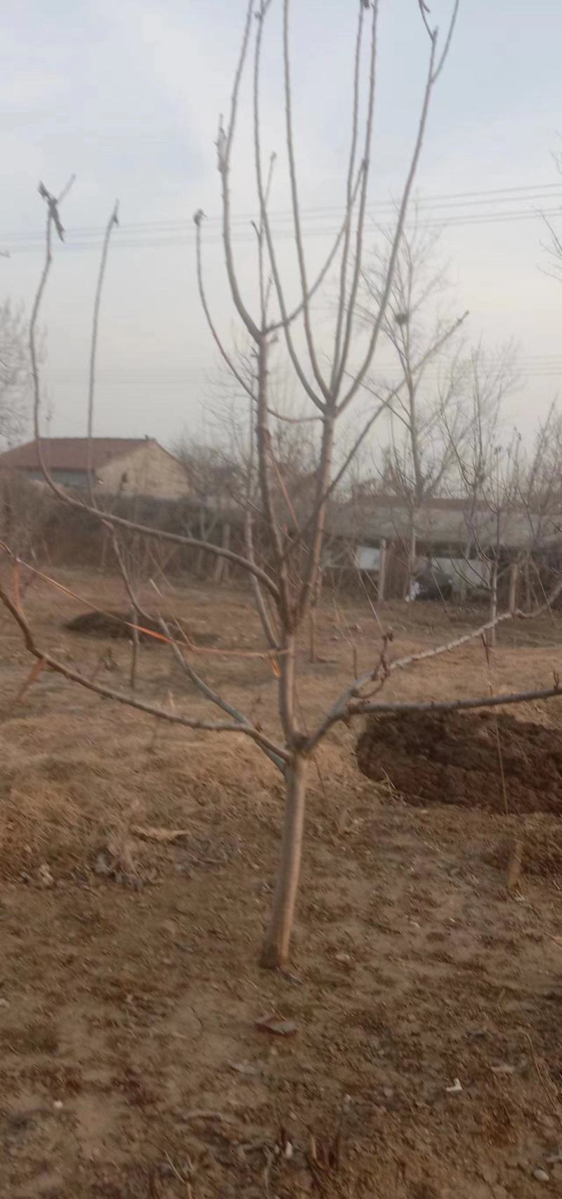 美早樱桃树苗
