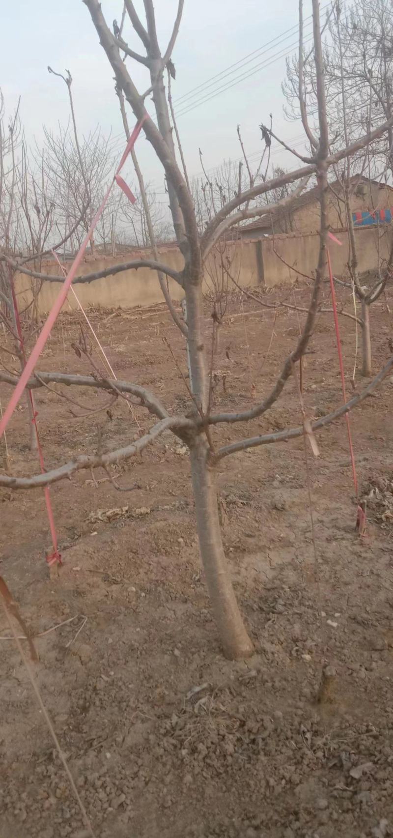 美早樱桃树苗