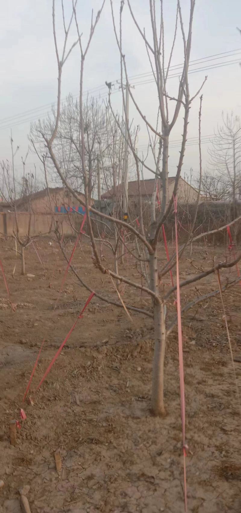 美早樱桃树苗