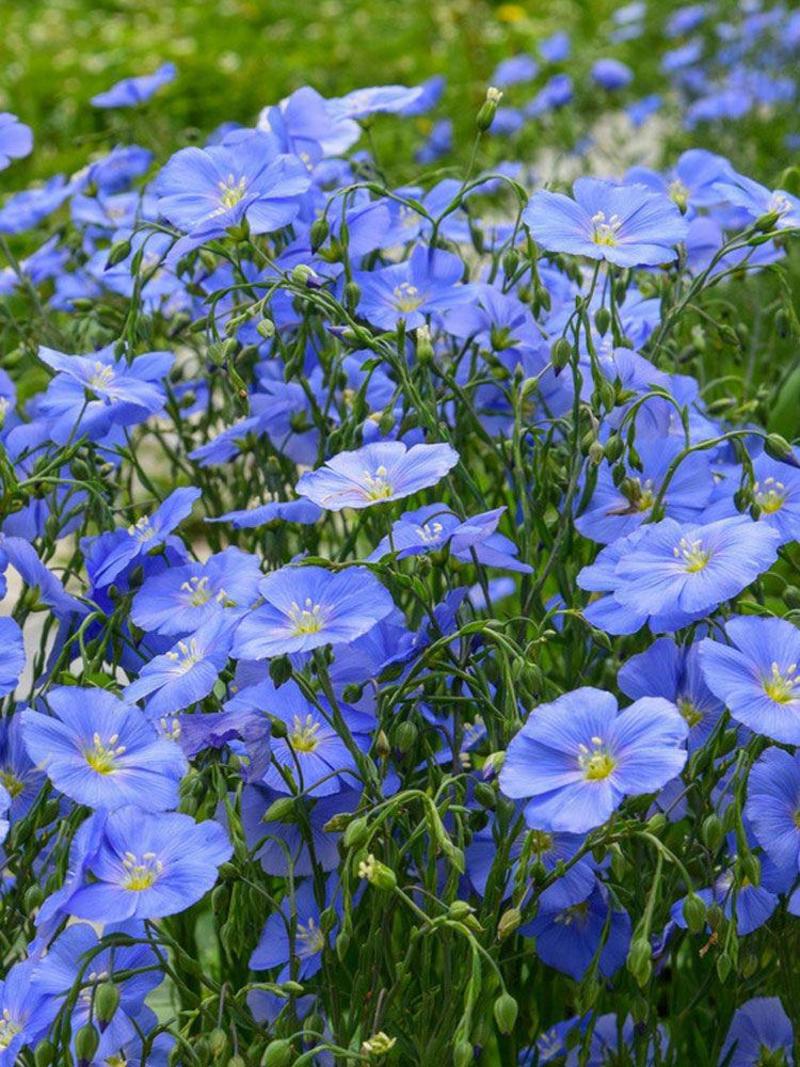 蓝花亚麻种子，耐寒耐阴春秋播种多年生园林室外景观花坛庭院