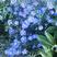 蓝花亚麻种子，耐寒耐阴春秋播种多年生园林室外景观花坛庭院