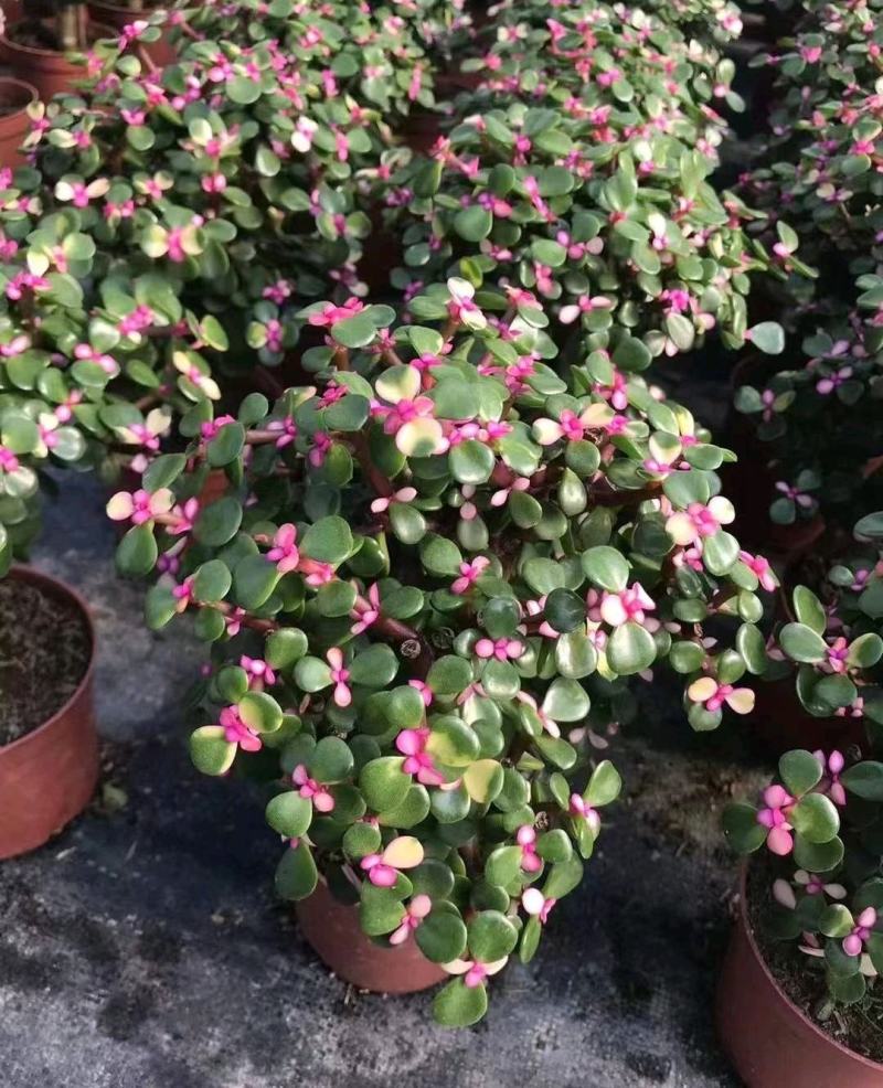 多肉植物-金枝玉叶金枝玉叶好养易活有量批发
