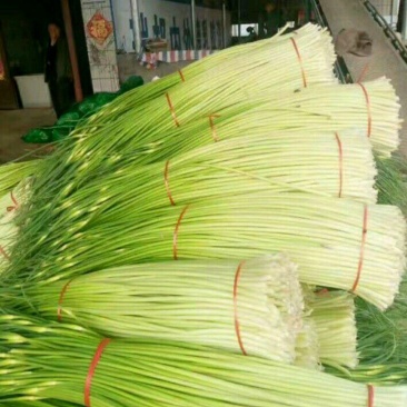 白帽蒜薹万亩蒜苔收货市场日供货100吨架子库遇冷