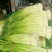 白帽蒜薹万亩蒜苔收货市场日供货100吨架子库遇冷