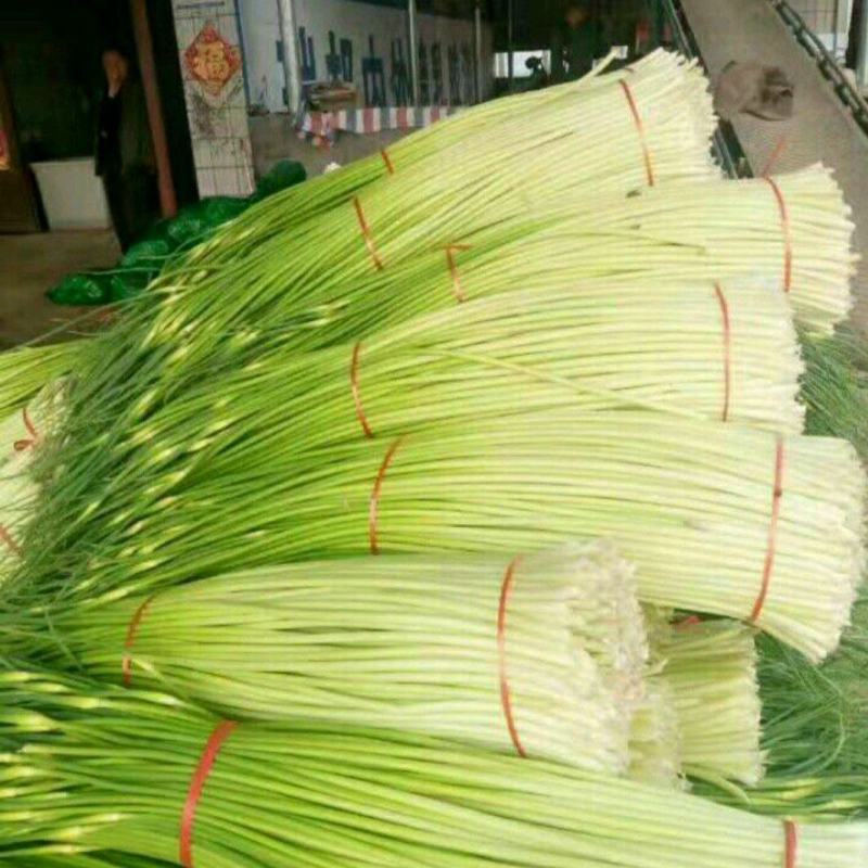 白帽蒜薹万亩蒜苔收货市场日供货100吨架子库遇冷