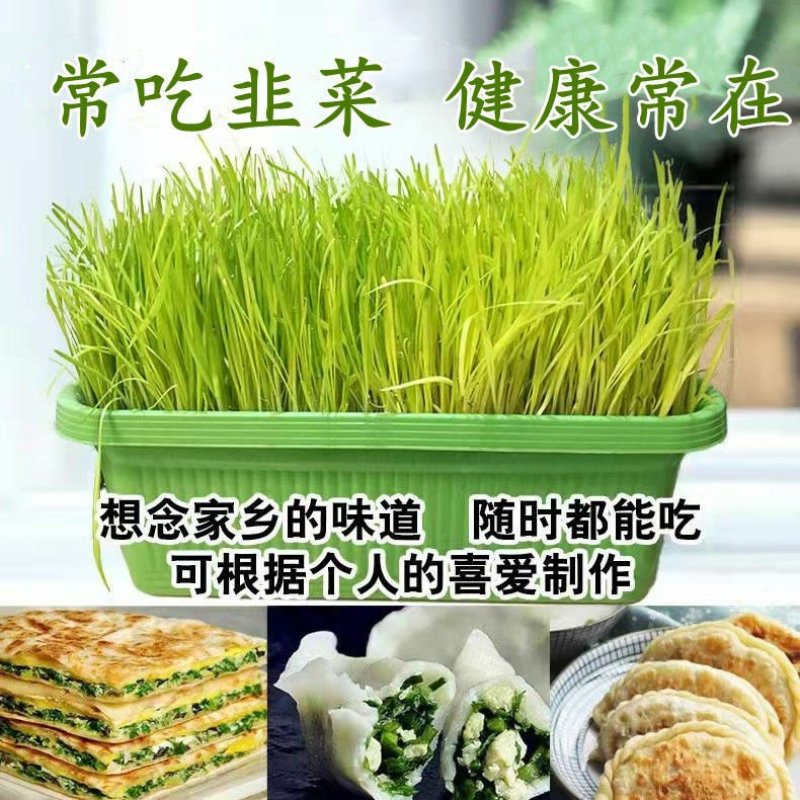 韭菜盆景，一手货源，支持视频看货，发往全国市场