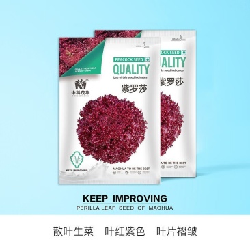 紫罗莎紫色散叶生菜种子，速生，耐热耐寒，适应性广