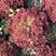 紫罗莎紫色散叶生菜种子，速生，耐热耐寒，适应性广