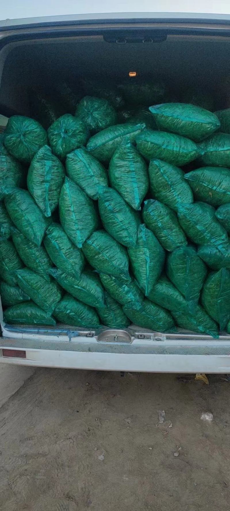 精品面条菜叶，页面肥厚质量有保证农家自产有需要的老板可以