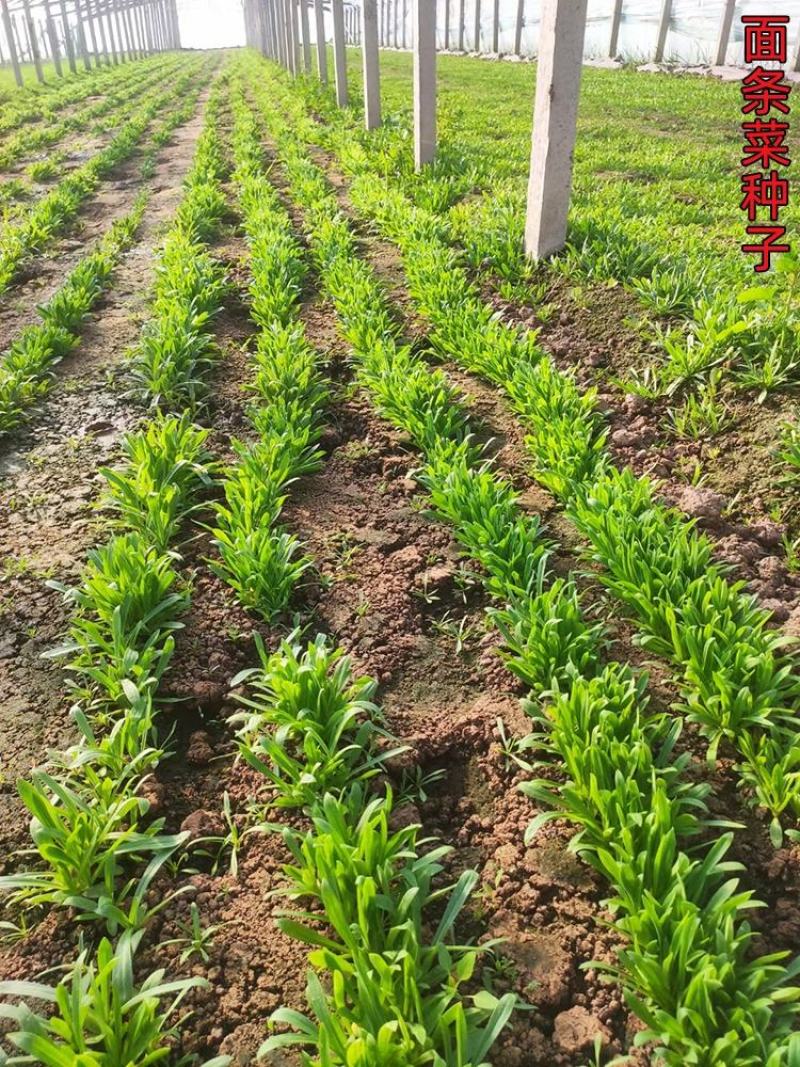 精品面条菜叶，页面肥厚质量有保证农家自产有需要的老板可以