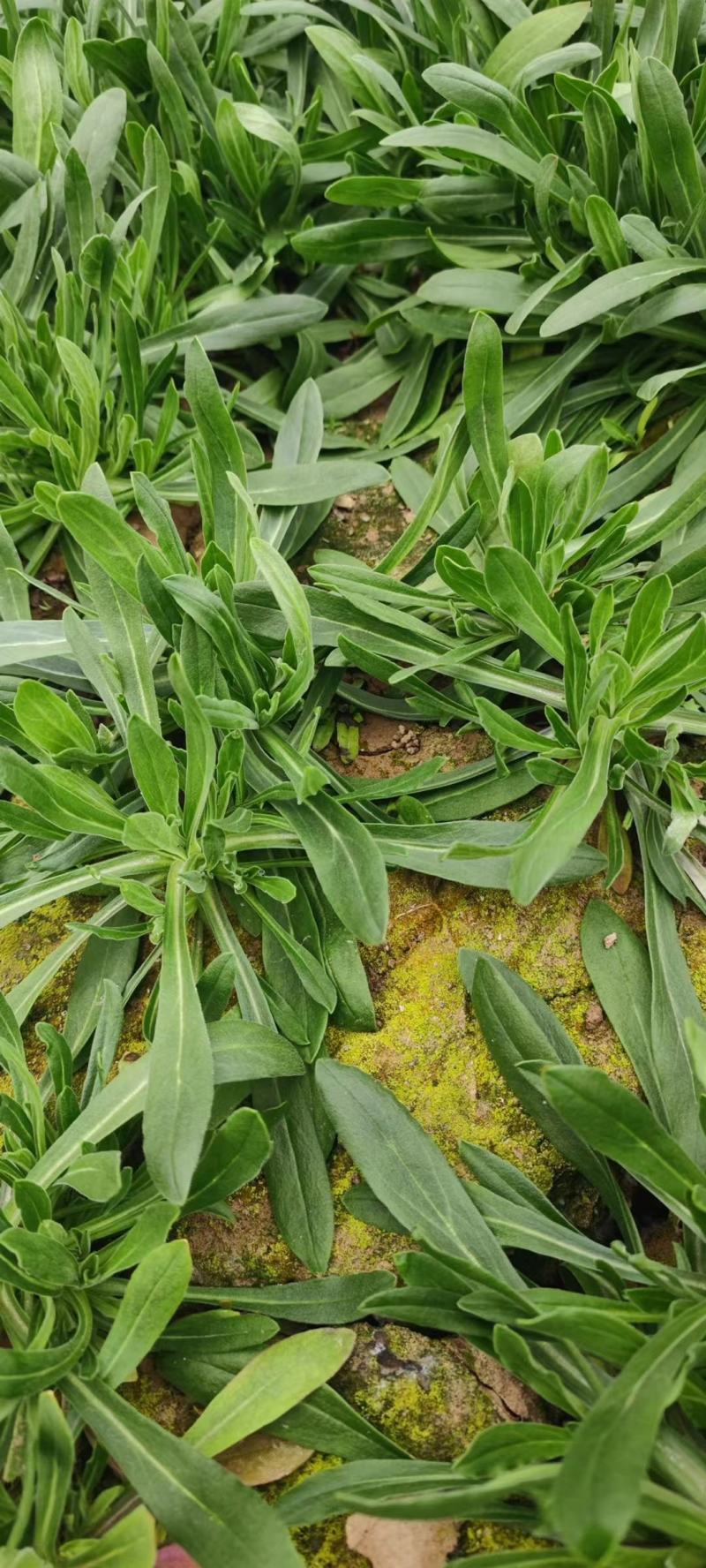 精品面条菜叶，页面肥厚质量有保证农家自产有需要的老板可以
