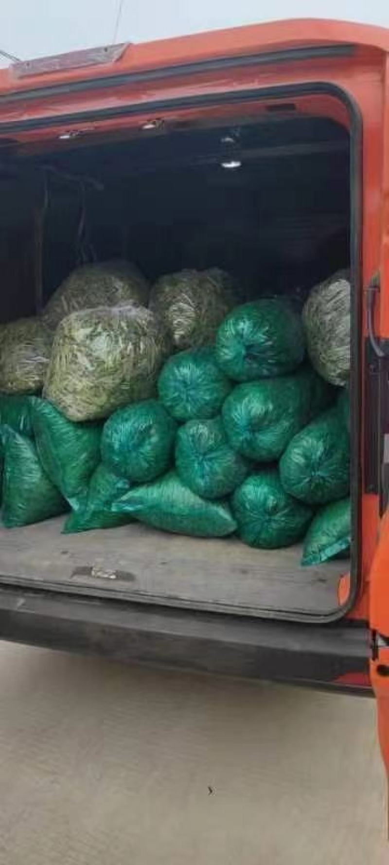 精品面条菜叶，页面肥厚质量有保证农家自产有需要的老板可以