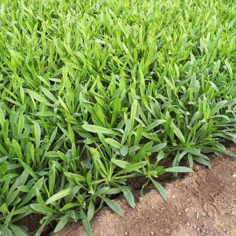 精品面条菜叶，页面肥厚质量有保证农家自产有需要的老板可以