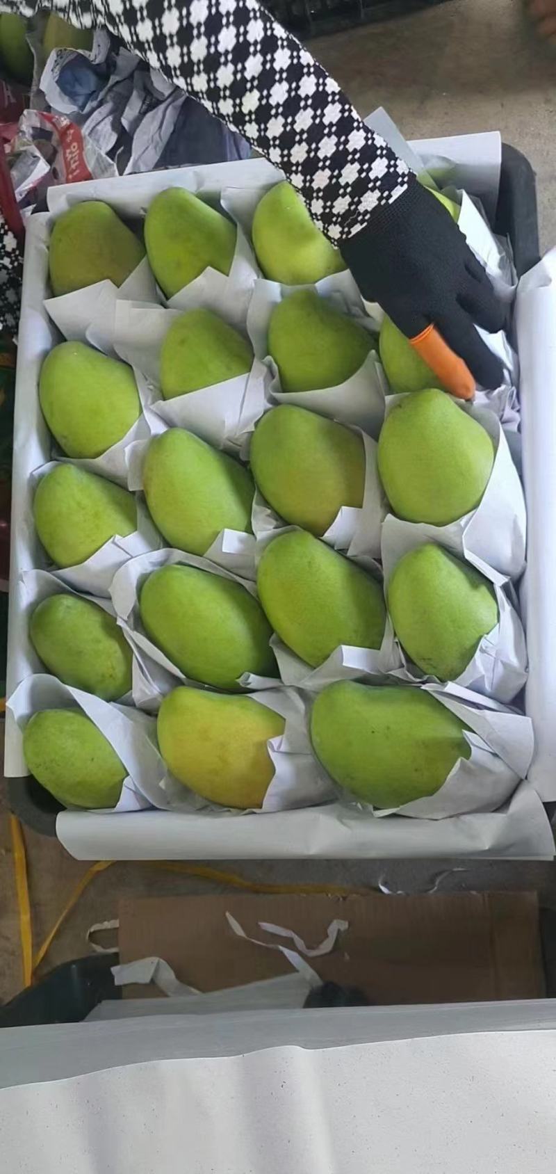 越南大青芒