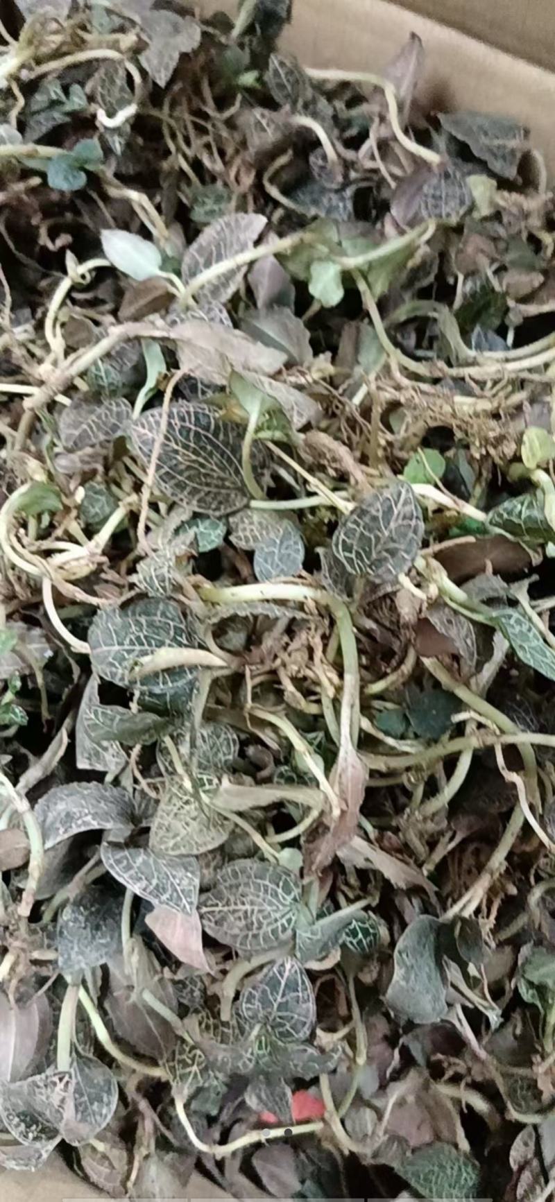 野生金线莲