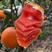 湖北中华红橙、血橙、伦晚纽荷尔甜橙果农一手货源品质保证
