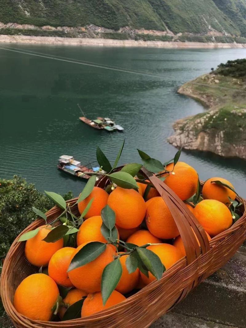 湖北中华红橙、血橙、伦晚纽荷尔甜橙果农一手货源品质保证