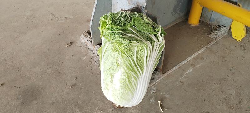 大白菜