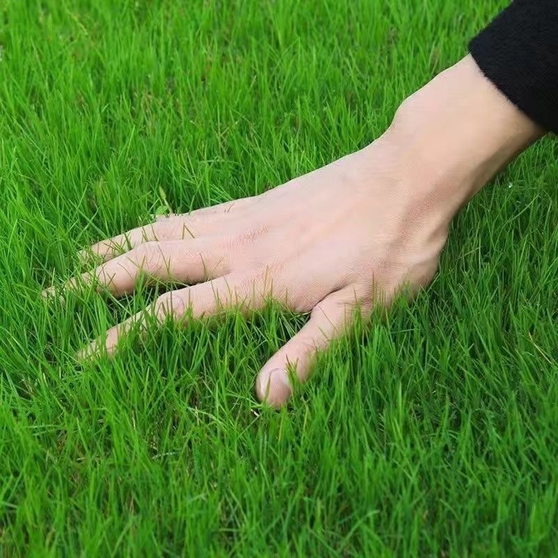 草坪草籽护坡黑麦草混播高羊茅四季常青庭院地毯草皮绿化草