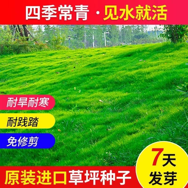 草坪草籽护坡黑麦草混播高羊茅四季常青庭院地毯草皮绿化草