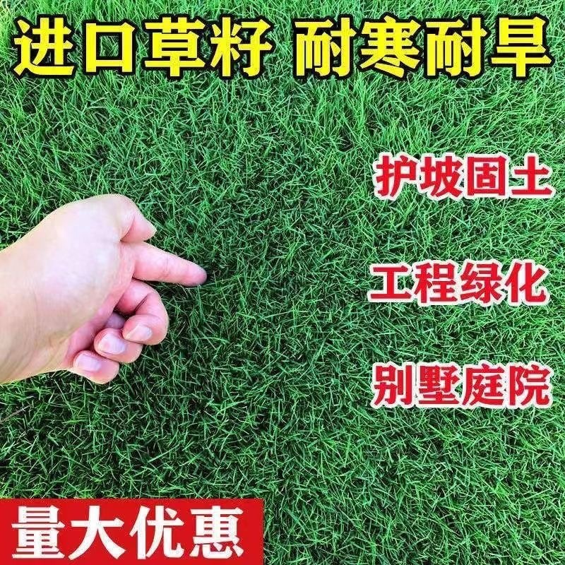 草坪草籽护坡黑麦草混播高羊茅四季常青庭院地毯草皮绿化草