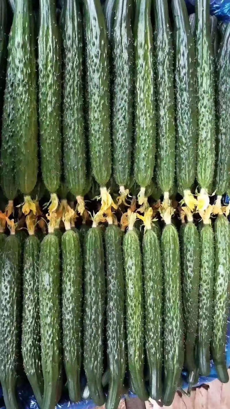 密刺黄瓜，量大，条直，颜色亮，顶花带刺。