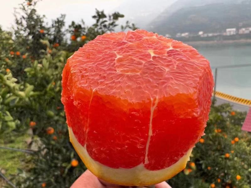 湖北秭归中华红橙，红肉脐橙，果面干净果肉细腻多汁纯甜，