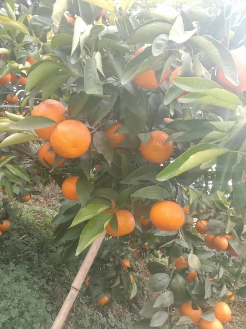 【优选】沃柑沃柑基地直供口感纯甜不干水，