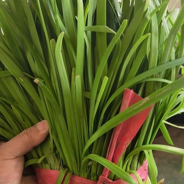 韭花，头刀二刀韭菜大量上市